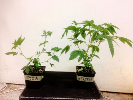 The left cannabis plant in this picture is infected with Hops Latent Viroid (also called PCIA by some growers, which is why it's labeled that way). Notice how the infected plant has long drooping side branches and is overall smaller with undersized leaves. Source: Dark Heart Nursery