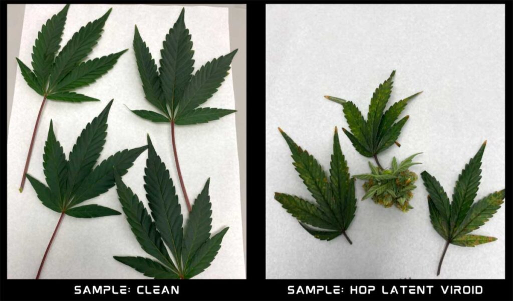 Example of cannabis leaves infected with hop latent viroid vs clean leaves. Notice how the leaves from infected plants are smaller, have some discoloration, and include lots of little malformed leaves.