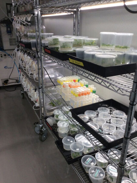 Plant tissue culture is the only way to reclaim cannabis genetics if you have no healthy plants left. Source: Dark Heart Nursery