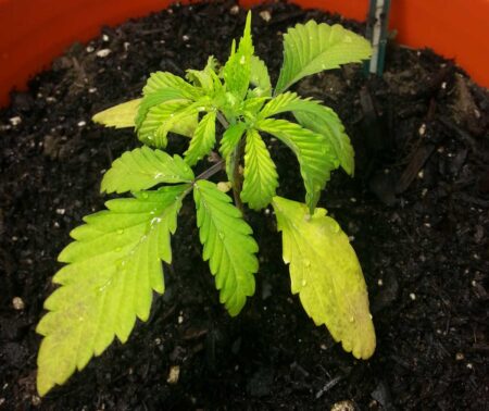 This cannabis seedling was overwatered. Look at the dark and wet soil. This young plant can't drink that much yet. The overwatering is why the seedling looks yellow, droopy, and unhealthy.