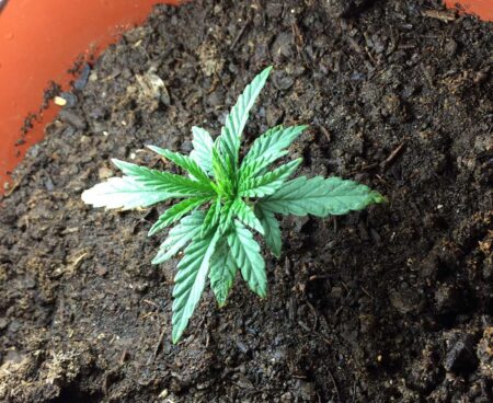 This overwaterd seedling doesn't have deficiencies, but it is already 4 weeks old and has barely grown at all. This is due to overwatering.