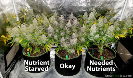 At harvest, it's clear the side plants (and especially the left plant with huge buds) needed overall much higher levels of nutrients during the flowering stage, in addition to fixing any pH problems.