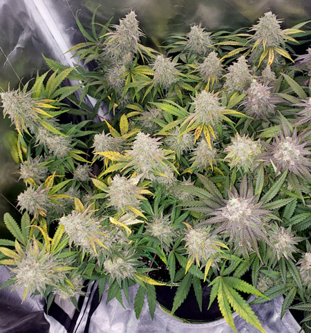 This flowering cannabis plant has a pH problem (causing the brown spots) and needs more nutrients overall (causing the widespread yellowing).