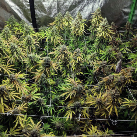 CO2 supplementation can increase yields with LED grow lights, especially with strong LEDs like the HLG Blackbird at temperatures above 85°F (30°C).