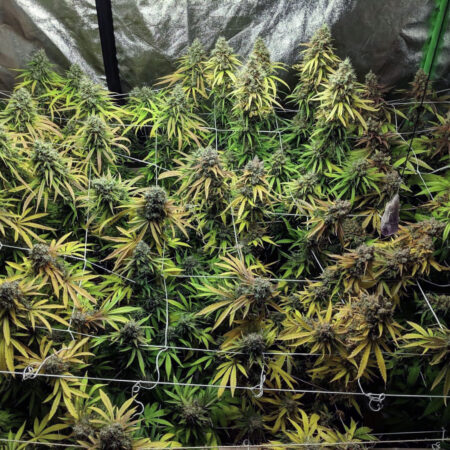 CO2 supplementation can increase yields with LED grow lights, especially with strong LEDs like the HLG Blackbird at temperatures above 85°F (30°C).