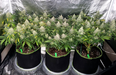 It can be confusing sometimes to tell whether your nutrient deficiency is being caused by incorrect pH or lack of nutrients. For example, these plants are starting to turn yellow even though they have several weeks left before they're ready to harvest. Is it a pH problem, or do the plants need more nutrients overall?