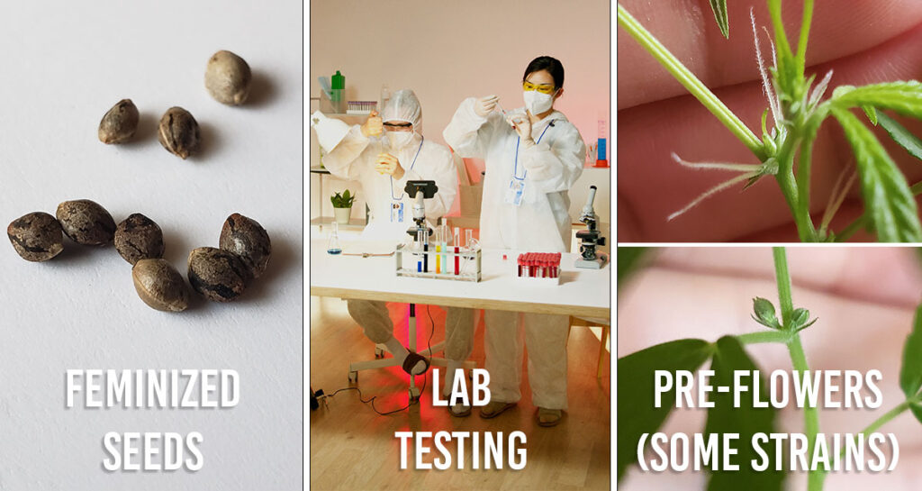 Three main ways to know a cannabis plants sex before it displays signs