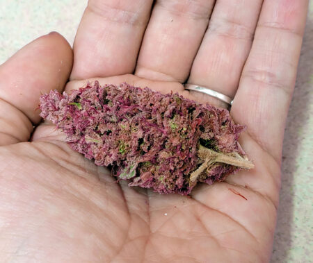 The Blackberry Auto I grew from Fastbuds. Smelled like fruit!