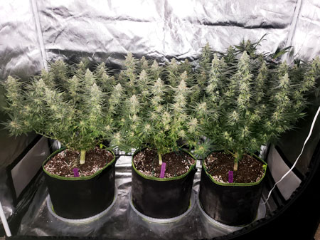 Easy to care for with great yields - Grow three autoflowering plants in a 2'x4' grow tent.