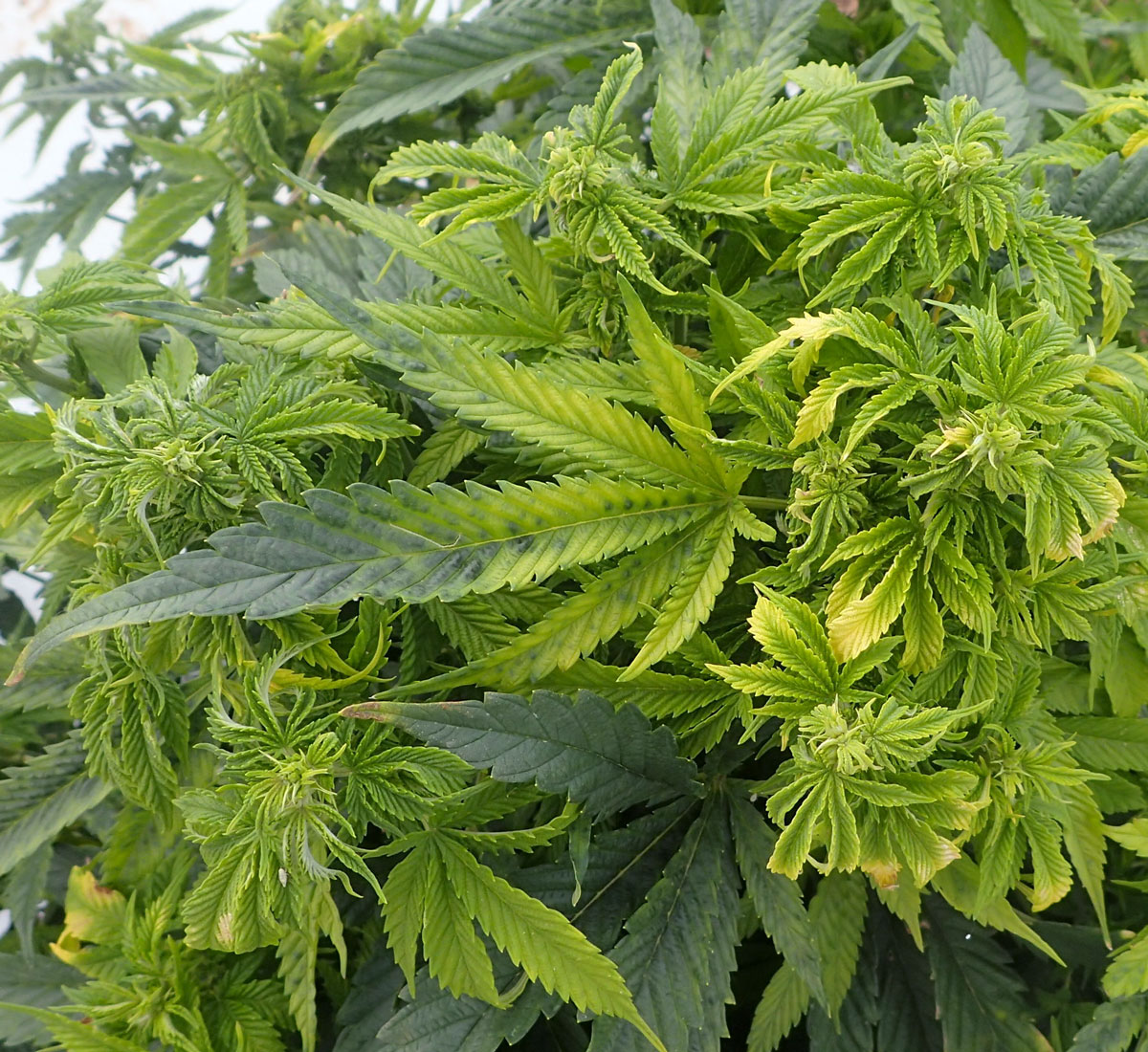 Beet Curly Top Virus Grow Weed Easy