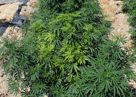 "'Bisymptomatic' hemp plant infected with beet curly top. In this condition the original plant stem shows strong symptoms of infection, including yellowing and leaf distortion. On the same plant, side shoots develop that appear symptom free." ~Whitney Cranshaw.