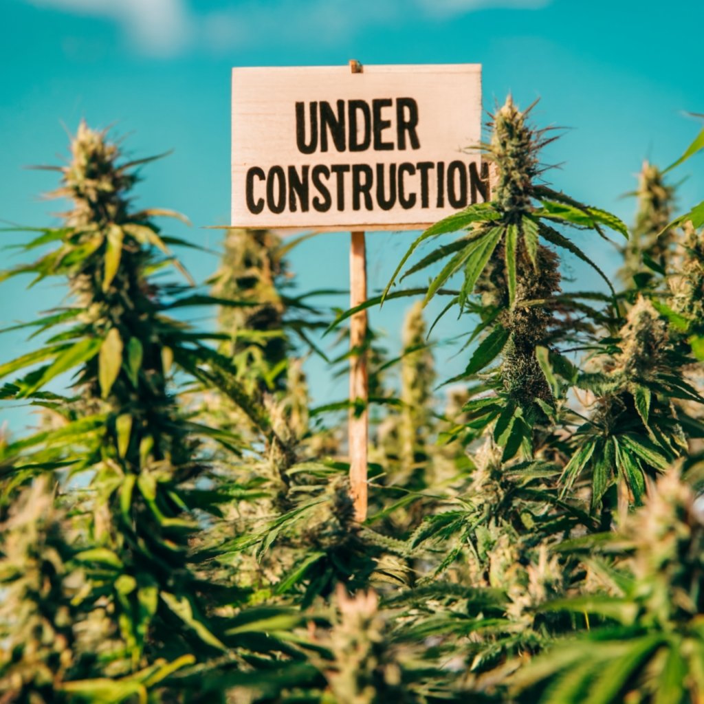 A cannabis plant holding up an Under Construction Sign