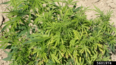 "'Classic' symptoms of beet curly top virus infection of hemp, with generalized yellowing of the plant, without leaf distortion, and stunting." ~ Whitney Cranshaw