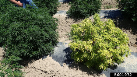 Healthy plant vs plant with beet curly top virus. "'Classic' symptoms of beet curly top virus infection of hemp, with generalized yellowing of the plant, without leaf distortion, and stunting." ~ Whitney Cranshaw