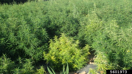 "'Classic' symptoms of beet curly top virus infection of hemp, with generalized yellowing of the plant, without leaf distortion, and stunting." ~ Whitney Cranshaw