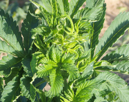Marijuana plant with Beet Curly Top Virus "Leaf curling associated with infection of hemp by beet curly top virus." ~Whitney Cranshaw