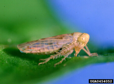 The beet leafhopper is a host for Beet Curly Top Virus, and easily spreads the disease while feeding. Photographer: A.C. Magyarosy