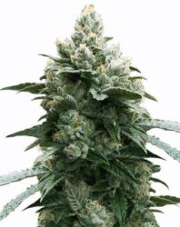 Bruce Banner Auto by MSNL is one of the most consistently potent autoflowering strains available today.