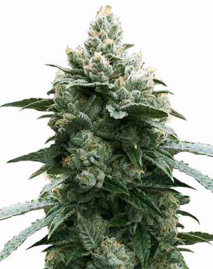 Bruce Banner cannabis strain