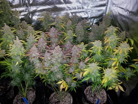 Example of colorful cannabis plants showing the Autumn Color Effect with bright pink, purple, and other colors close to harvest.