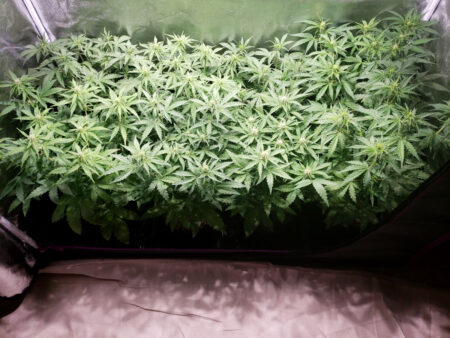 The goal, no matter how many plants you're growing, is to completely fill your grow space with bud sites. When you look down from above, there should be no "holes" in the canopy. Here are those plants about a week later.