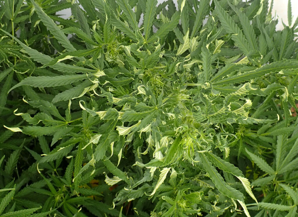 Beet Curly Top Virus Grow Weed Easy