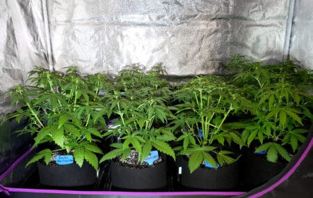 Train autoflowering cannabis plants to grow flat and wide as they grow...
