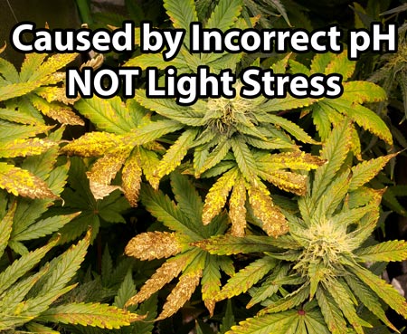 Don't ignore nutrient deficiencies. Often your "light stress" is actually the result of a cannabis nutrient deficiency from the pH being too high or too low at the root zone.