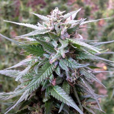 There's still a few white hairs left, but this purple bud is at the beginning of the harvest window.