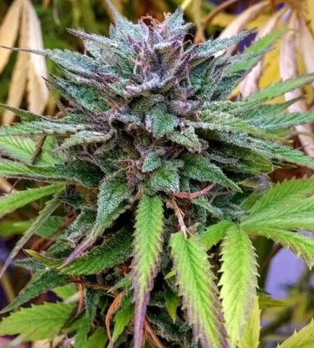 Pretty purple outdoor marijuana bud - ready to harvest