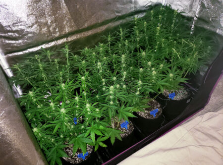 Try to maintain plants about this "leafiness". If they get more leafy than this, remove leaves that are lower down or in the middle of the plant, as well as any big leaves that are blocking bud sites from direct light. If plants are less leafy than this, don't remove any leaves.