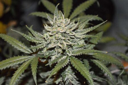 This ready-to-harvest cannabis bud has a relatively unusual bud structure