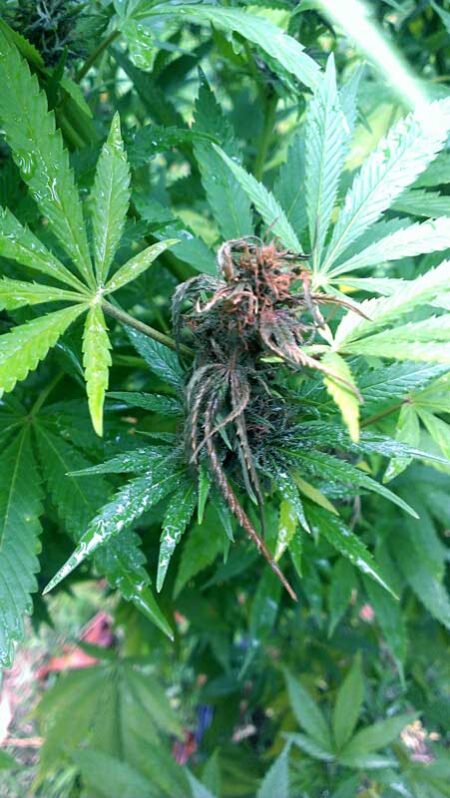 The first sign of bud rot is usually the leaves around the buds get discolored.