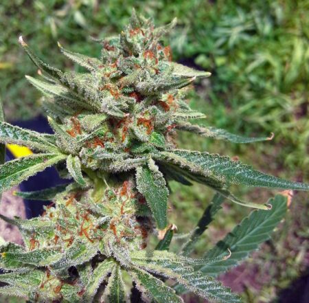 Not the fattest outdoor bud, but high quality and ready to harvest right now!