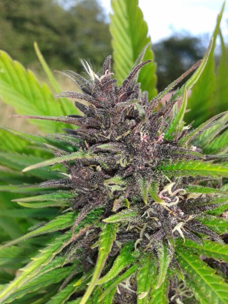 There's still a few white hairs left, but this purple bud is at the beginning of the harvest window. 