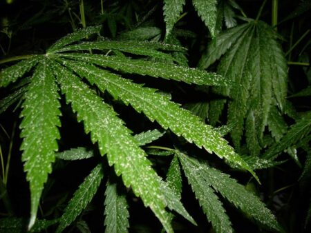 Harvest now if your cannabis plants are overrun with bugs.