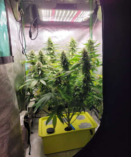 A small LED like the Spider Farmer SF-1000 only uses 100 watts and can be kept inches from the tops of cannabis plants as long as you're taking good care of them and it's not too hot. Small LEDs are the best choice if you have a very limited amount of height. And these can produce a surprising amount of weed. Check out my last harvest under the SF-1000 in a tiny 2'x2' grow tent.