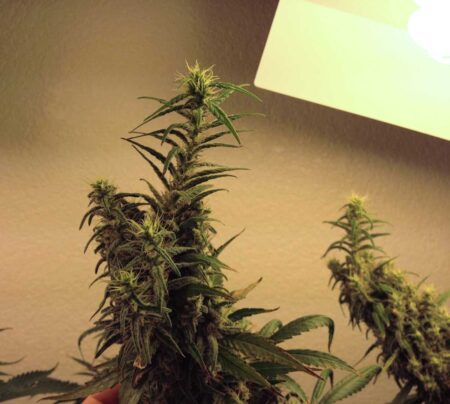 A cannabis bud with a freakish-looking foxtail. It may look like a nightmare, but these are totally harmless. It's just a regular bud growing in a funny shape out of heat or light stress.