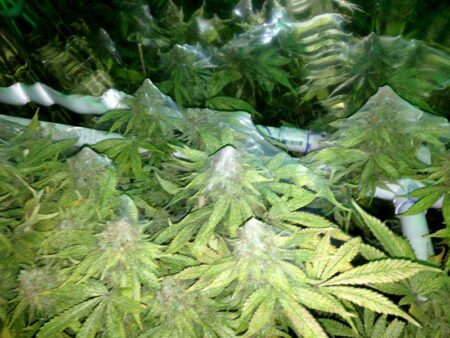 A disturbing photo of a cannabis plant that looks like a webbed veil was laid over the top. Spider mites did this!