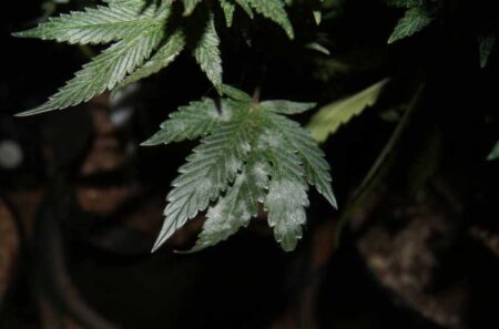 These white powdery patches are actually a type of mold called White Powdery Mildew.