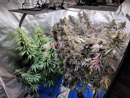 Purple Ghost Candy and Full Moon DWC Hydro Harvest in a 4x4 grow tent