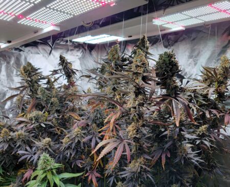 In my opinion, the best cannabis strains are high-yielding, but not absolutely nuts, like Purple Ghost Candy.