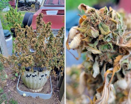 This plant was put out too early in the season and started making buds. The buds were getting close to harvest but when the days started getting longer, the plant reverted to the vegetative stage due to the short nights. As a result, all the once-vibrant buds turned brown and died. Image Source: Dave