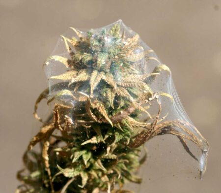 Spider mites turn your beautiful buds into a horror show. Image Source: Whitney Cranshaw