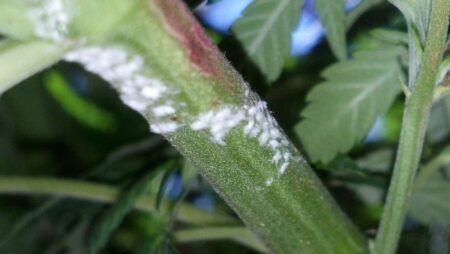 WPM can appear all over your cannabis plant. It hates fresh moving air and loves warm, humid spots on the plant. A good environment is your best prevention against this annoying mold.