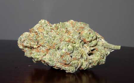 Moby Dick is another popular cannabis strain that produces dense buds with splendid effects.