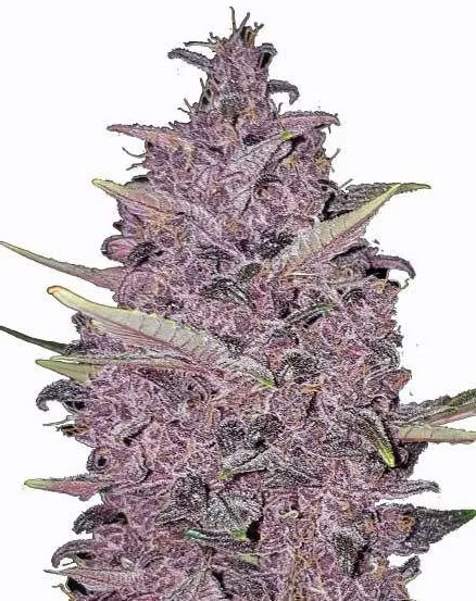 Kushberry Moonrocksby MSNL - Remarkably Strong cannabis strain