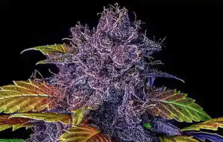 Purple Lemonade by North Atlantic Seed Co. loves growing purple trichomes