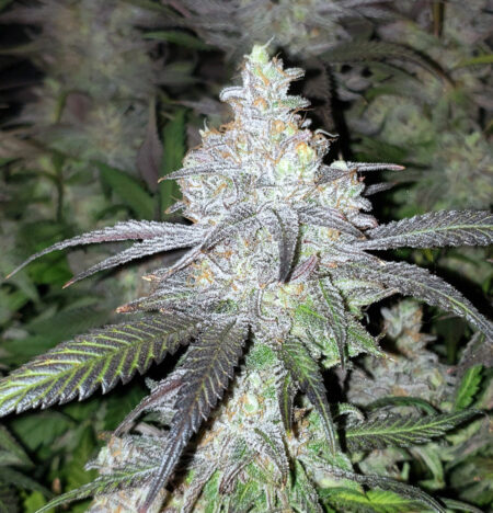 When are buds ready to harvest? This gorgeous cannabis bud is ready!