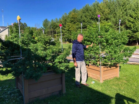Outdoor grower Jim shows off his outdoor cannabis plants in raised beds.